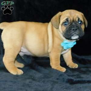 Buster, Miniature Bulldog Puppy